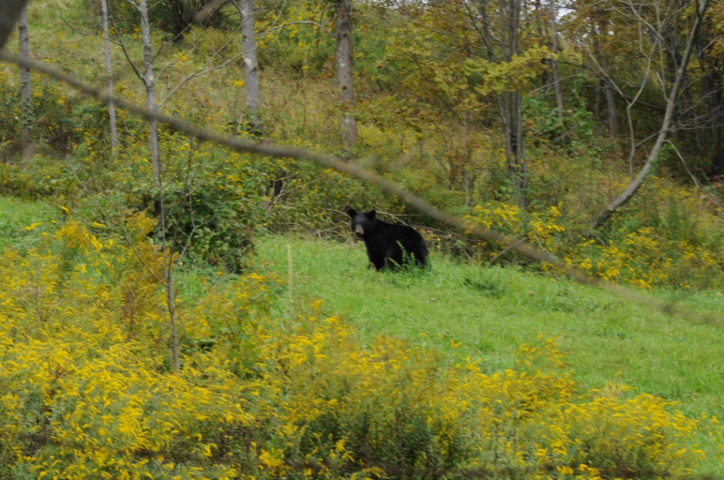 2729_4e75f2343b03c.jpg 1024X680 px