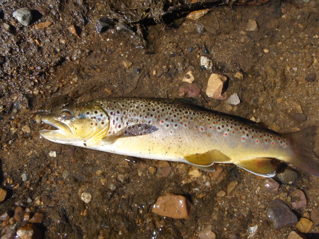 2729_4f05f7bb5dbfd.jpg 1024X768 px