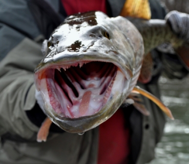 2729_4f5e0b2849bf7.jpg 387X336 px