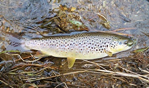 2806_4f5ad61f63409.jpg 300X177 px