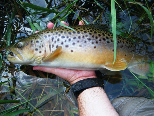 4059_5012f1ffeba76.jpg 500X375 px