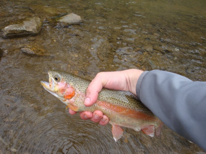 4112_4f83845eb1115.jpg 720X540 px