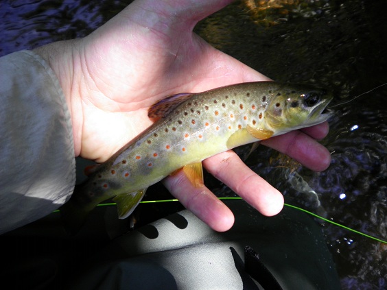 5058_4fd7dc3f62bca.jpg 564X423 px