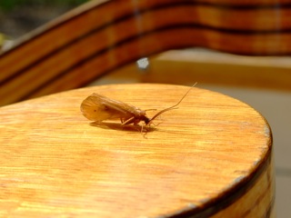 874_4cb25e04f1e7f.jpg 320X240 px