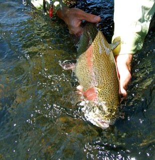 874_4ded26b4d9750.jpg 309X320 px