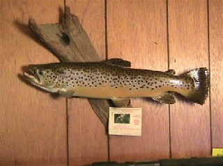2119_4d3b601a71bca.jpg 499X374 px