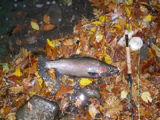 398_4b1daf0cd8345.jpg 500X375 px
