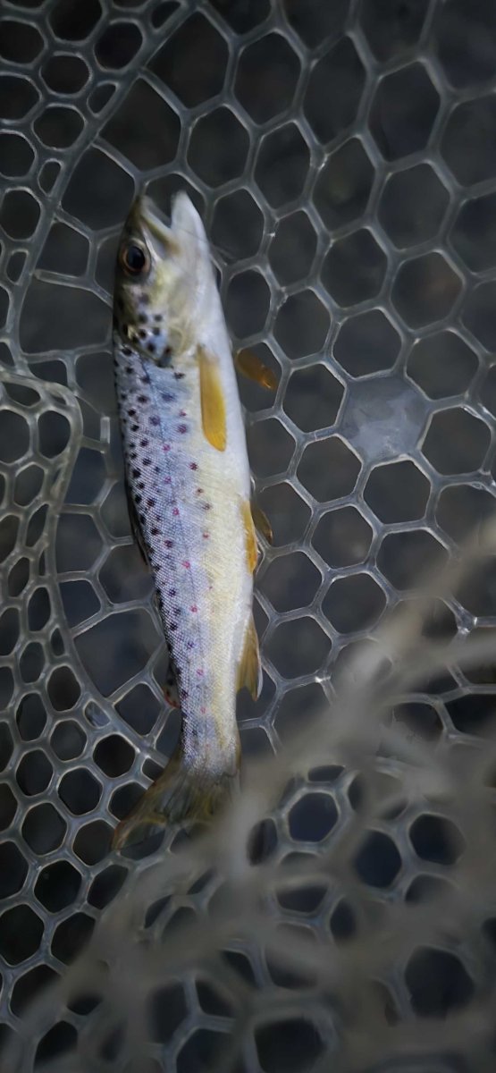 browntrout2_sep7.jpg