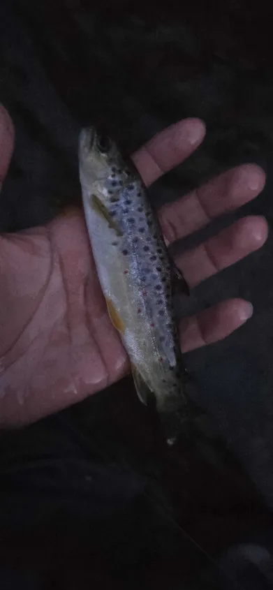 browntrout_sep7.webp