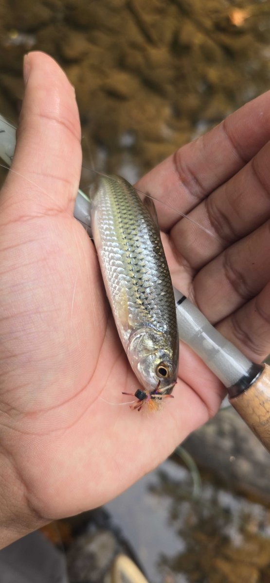 creekchubtwo_sep5.jpg
