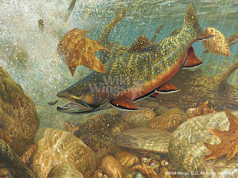 mark-susinno-signed-and-numbered-limited-edition-print-plunge-pool-revisited-brook-trout-20.jpg