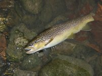 fallbrown.JPG
