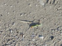 todays flies.JPG