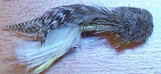 100_0341-crop3.JPG