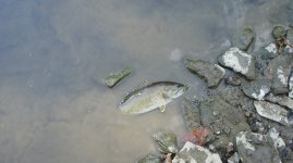 chartiers creek 001.JPG