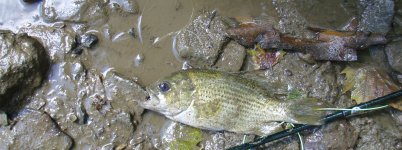 chartiers creek 003.JPG