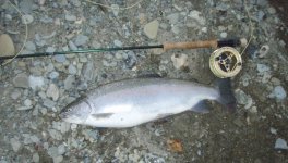 Erie Steelhead.jpg