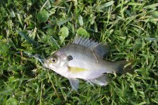 panfish.jpg