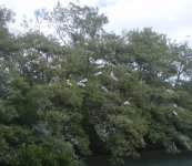 Pelicanmangrove.jpg