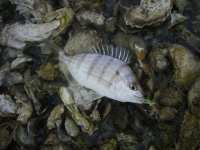 Youngsheepshead.JPG