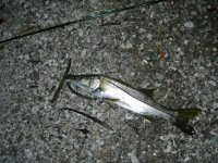 1st Snook.jpg