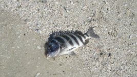 Sheepshead.jpg