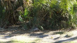 Armadillo andwild orange tree.jpg