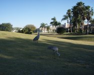 Sandhill cranes.jpg