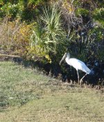 Woodstork.jpg