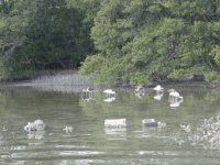 WhiteIbis.jpg