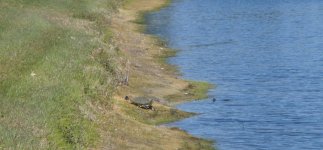 turtle.jpg