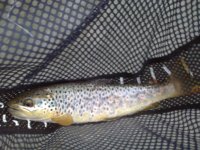 Spring Creek Brown 4-2009.jpg