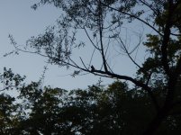 smartbird.jpg