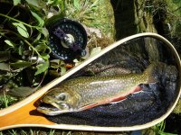 Big Spring Brookie_.JPG