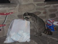 Rocky the Racoon.JPG