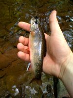 brookie1.jpg