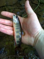 brookie2.jpg
