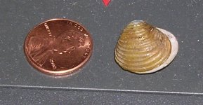 mussel1.jpg