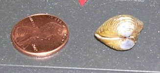mussel2.jpg