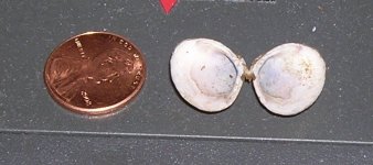 mussel3.jpg