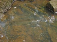 fishpool.jpg