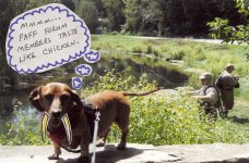 Chupaweinercara adult.jpg
