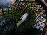 P1010605-compressed.JPG
