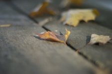 DSC_0939.jpg