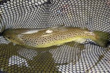 IMG_0041.jpg