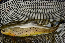 IMG_0038.jpg