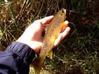 Big spotted brown.jpg