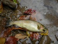 trout.jpg
