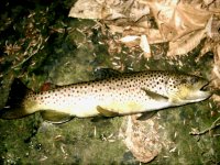 PIC_0064.JPG