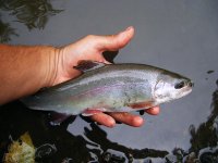 Lil Schuylkill Bow.JPG